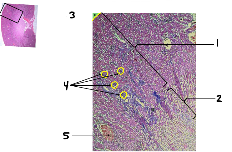 <p>Label structures 1-5.</p>