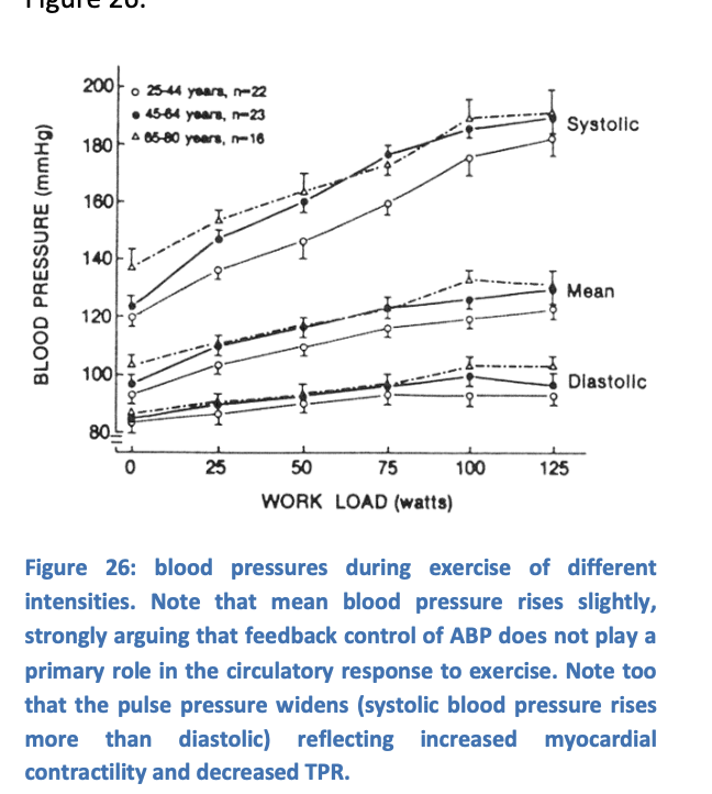 <ul><li><p>baroreceptors then<strong> maintain</strong> the stability of blood pressure</p></li><li><p>around a<strong> slightly raised set point</strong></p></li></ul><p></p>