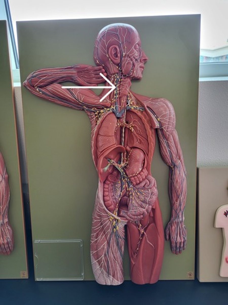 <p>Identify the Lymph Node Group</p>