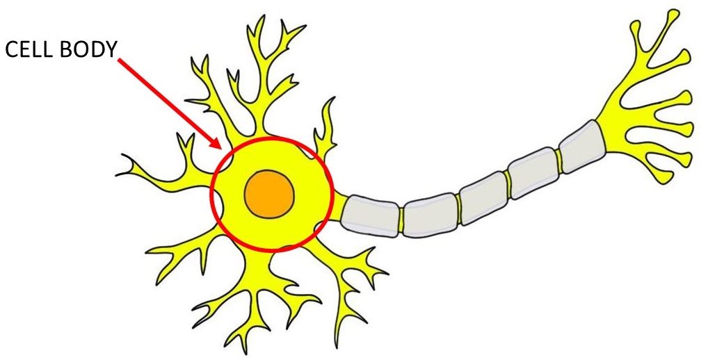 <p>cell body</p>