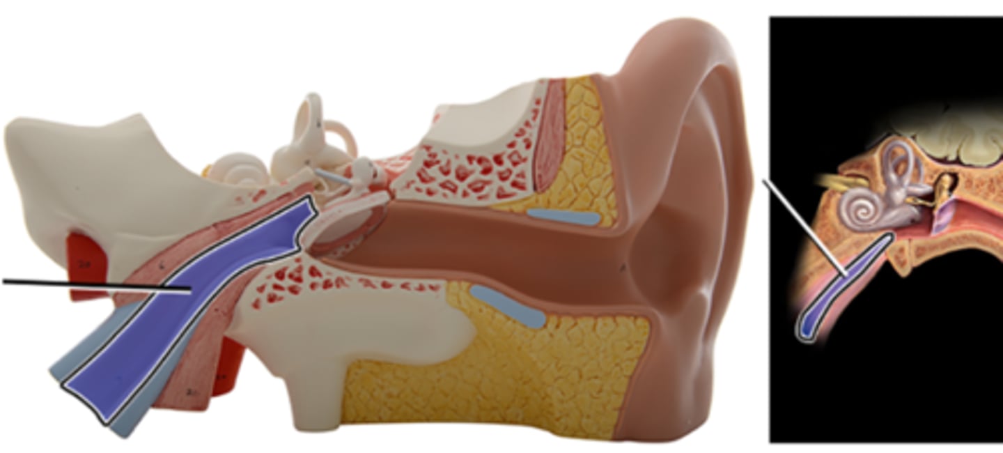 <p>a. Auditory tube</p><p>b. Auricle</p><p>c. Tympanic membrane</p><p>d. Temporal bone</p><p>e. External acoustic meatus</p>