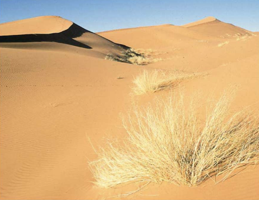 <ul><li><p>low precipitation</p></li><li><p>hot (sahara)</p></li><li><p>cold (gobi)</p></li><li><p>high evaporation rates</p><ul><li><p>dry conditions</p></li></ul></li><li><p>plants/animals adapt to very arid climate</p></li><li><p>low NPP</p></li></ul><p></p>