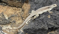 <p>Washington Co. • 14.5cm SVL • To 61cm TL • Diurnal • Most heat tolerant lizard • Active midday • Small head • Row of enlarged, keeled mid-dorsal scales</p>