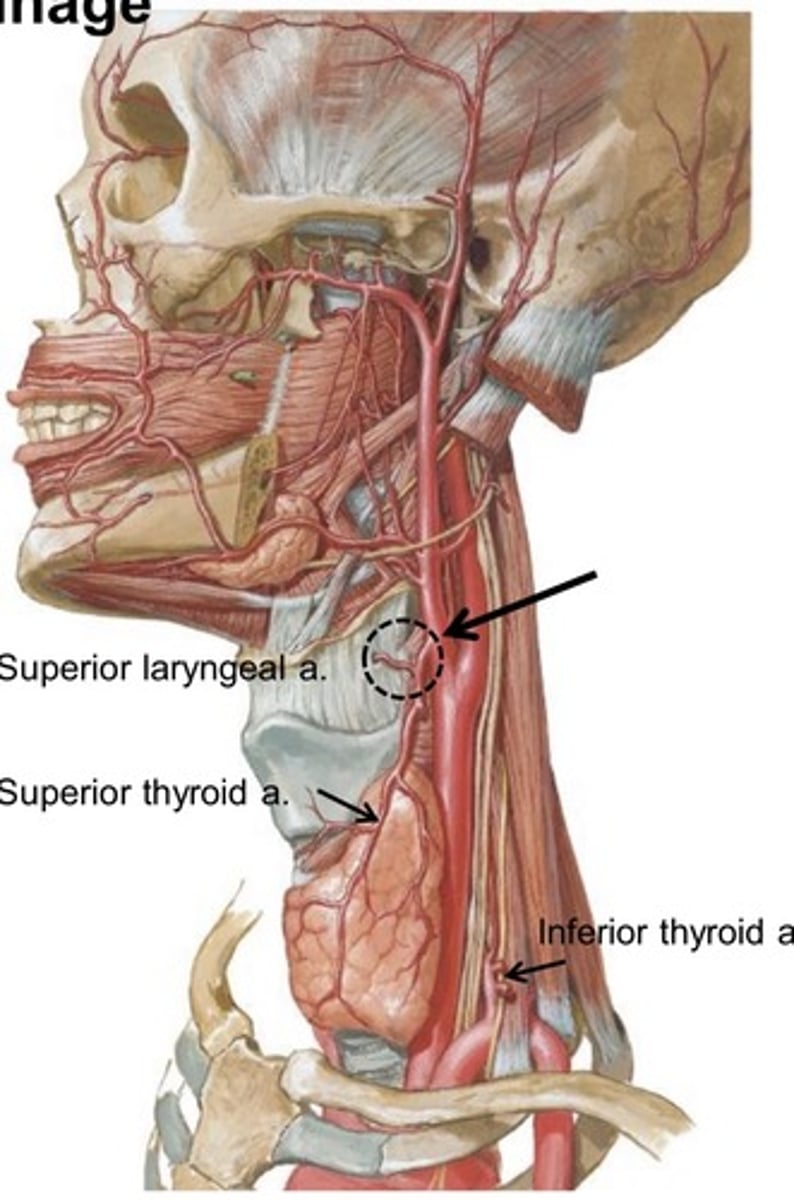 <p>- <span class="bgY">superior laryngeal artery</span> --&gt; branch of superior thyroid artery (enters thyrohyoid membrane w/ internal laryngeal nerve) that supplies the upper half of larynx</p><p>- <span class="bgY">inferior laryngeal artery</span> --&gt; branch of inferior thyroid artery; supplies the lower half of the larynx </p><p></p><p>-superior/inferior laryngeal veins run the same way with the arteries </p>