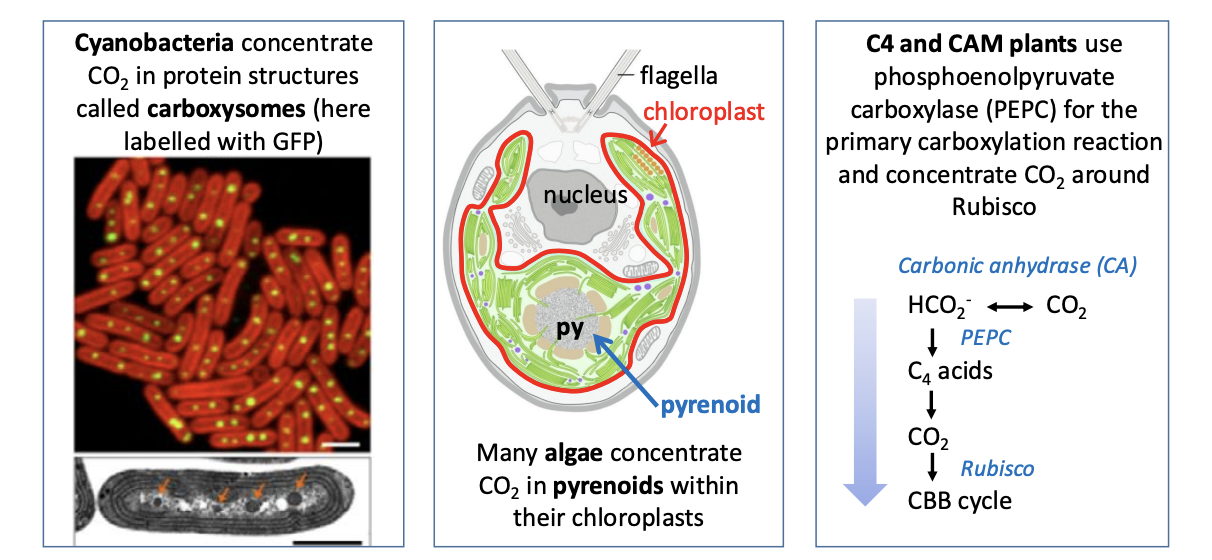 <p>There has been <strong>convergent evolution to tackle this:</strong></p><p><em>All using carbon concentrating mechanisms to increase the efficiency of carboxylation and water use</em></p><ol><li><p>Cyanobacteria</p><ul><li><p>Concentrate CO@ in carboxysomes</p></li></ul></li><li><p>Algae</p><ul><li><p>Concentrate CO2 in pyrenoids within their chloroplasts</p></li></ul></li><li><p>Plants</p><ul><li><p>C4 and CAM plants</p></li></ul></li></ol><p></p>
