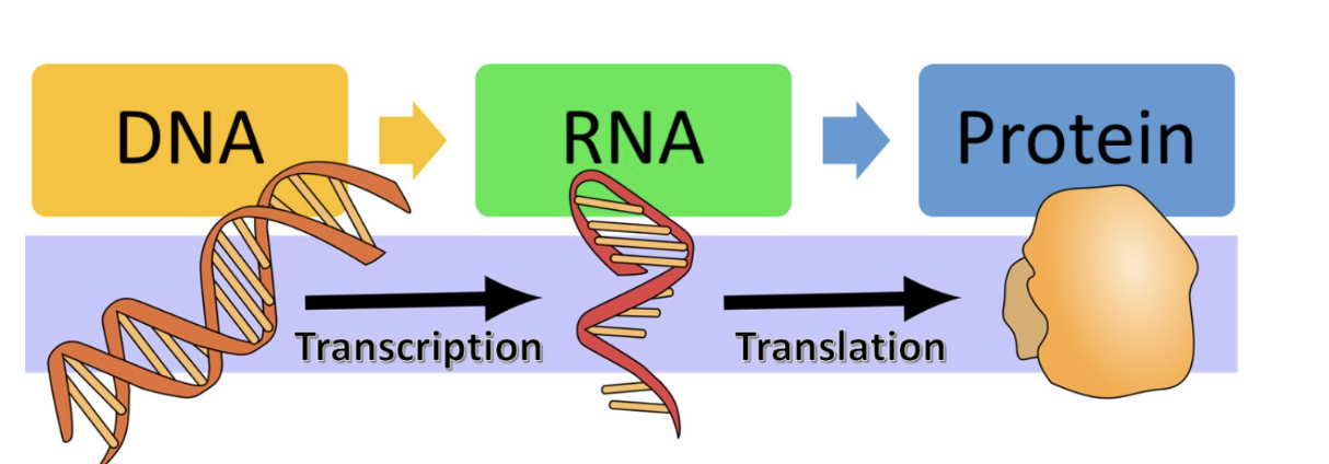 <ul><li><p><span style="font-family: &quot;Proxima Nova&quot;, sans-serif">Transcription is the process where a cell creates an RNA copy of a DNA sequence.</span></p></li><li><p><span style="font-family: &quot;Proxima Nova&quot;, sans-serif">This RNA molecule is single stranded.</span></p></li><li><p><span style="font-family: &quot;Proxima Nova&quot;, sans-serif">The RNA carries the genetic information from the DNA in the nucleus to the cytoplasm, where proteins are made.&nbsp;</span></p></li></ul><p></p>