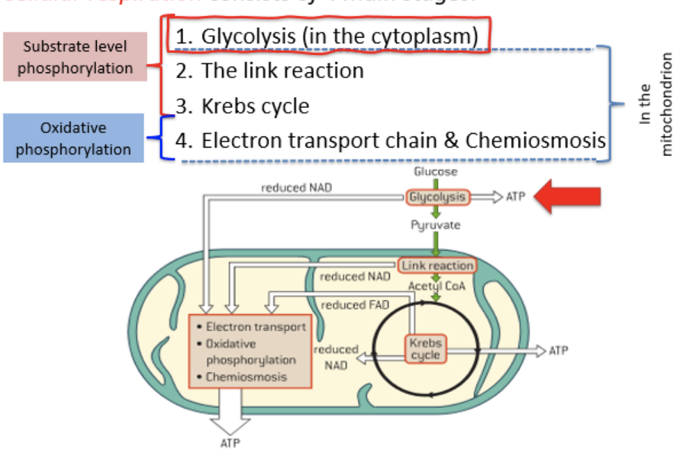 <ol><li><p>glycolysis</p></li><li><p>link reaction</p></li><li><p>Krebs/citric acid cycle</p></li><li><p>electron transport chain and chemiosmosis</p></li></ol><p></p>