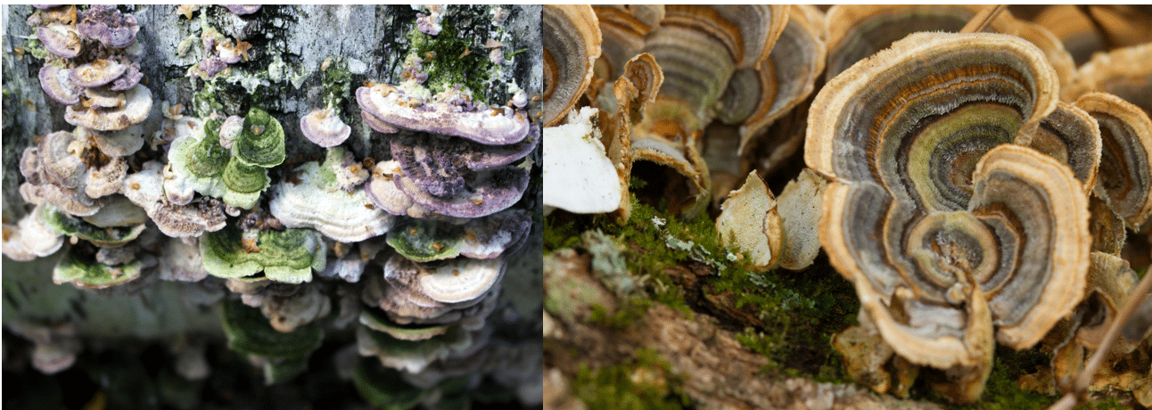 <p>Trichaptum biforme</p>