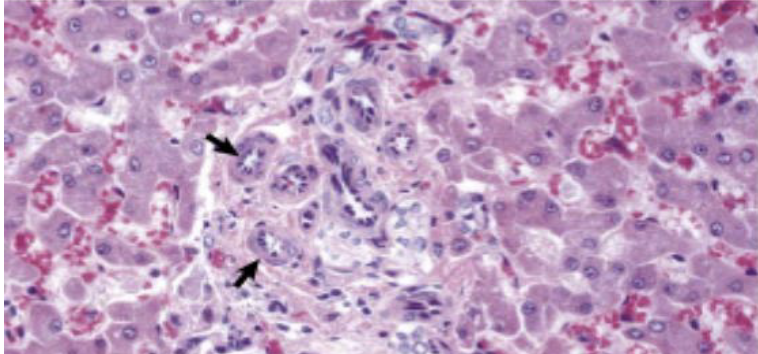 <p>what does the image show?</p>