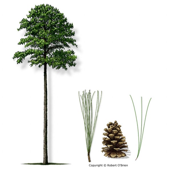 <p>Hand-sized needles, no white resin on cones. 3 needles per bundle. Cones are bigger than Pinus echinata.</p>