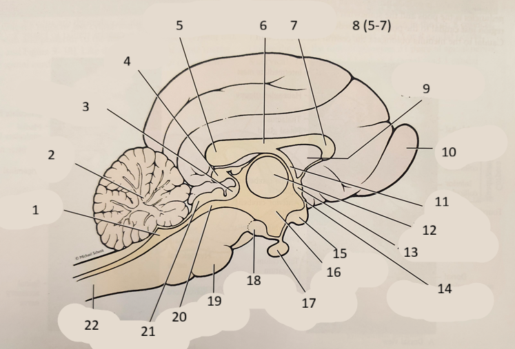 <p>SHEEP brain 7-9</p>
