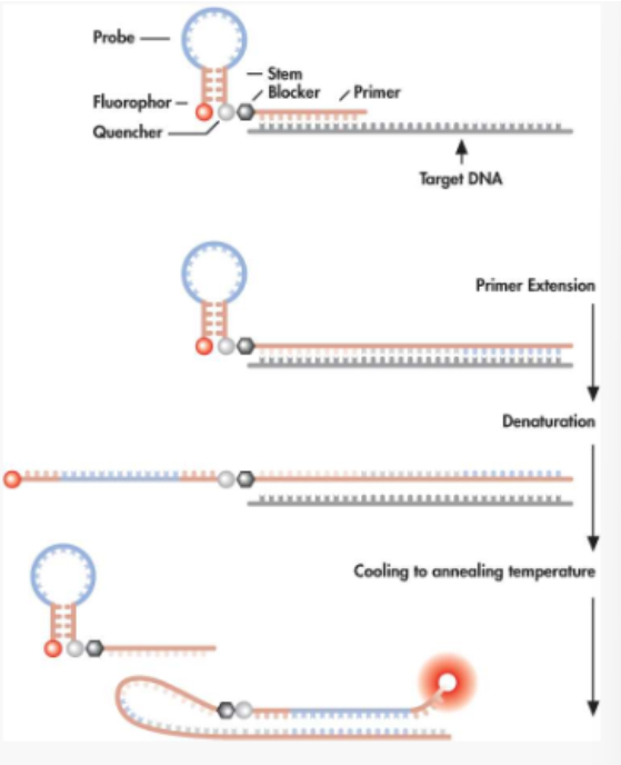 <ul><li><p><span>Similar to molecular beacons but a primer and a probe are contained in one molecule</span></p></li><li><p><span>After extension of the primer, the target-specific sequences fold over to hybridize with the newly synthesized target sequences, separating the reporter from the quencher</span></p></li></ul><p></p>