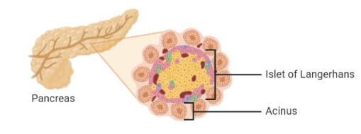 <p>What is the funciton of pancreatic accini? (2 points)</p>