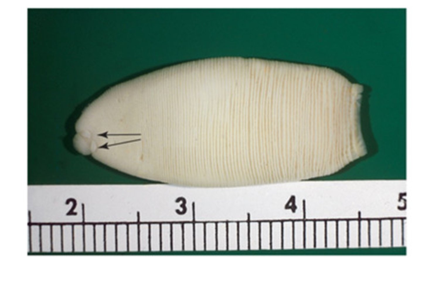 <p>This equine tapeworm has 2-round proturbences at the scolex. These proturbences give this tapeworm its common name..</p>