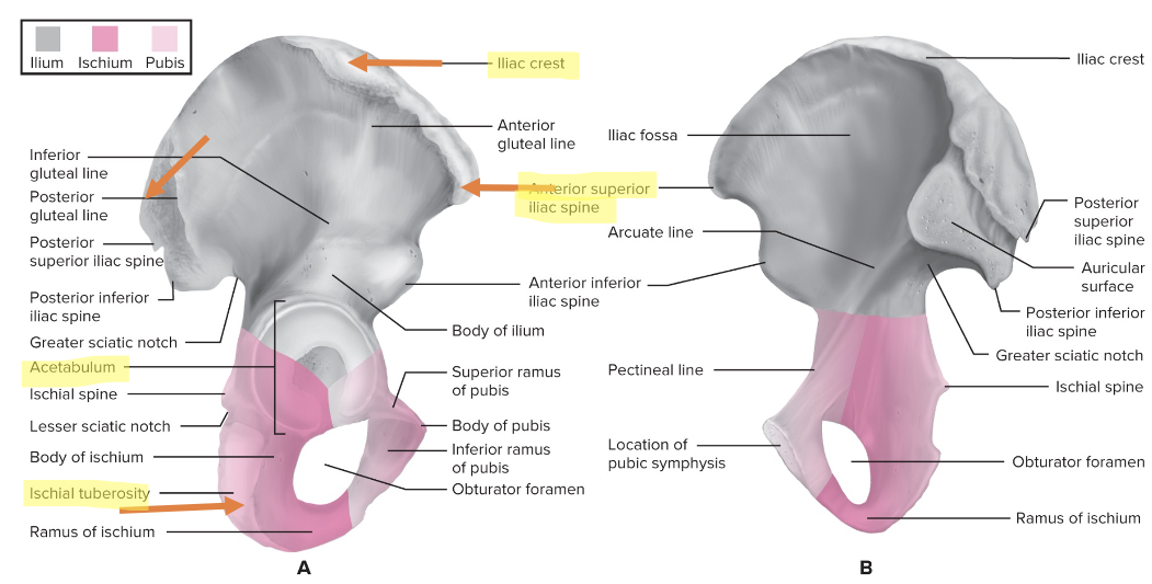 Iliac crest

Iliac spine 

Ischial tuberosity: you can feel it while sitting down  

Acetabulum 