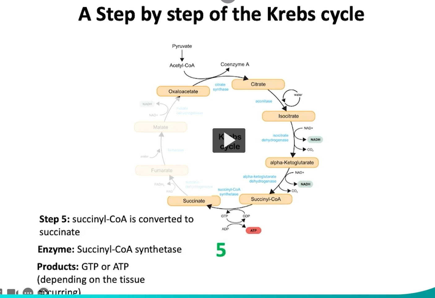 <p>during the fifth step of the krebs cycle, succinyl CoA will converted into succinate. </p><p>what is happening in this reaction is that the succinyl CoA synthase will hydrolyze the high energy thioester bond in succinyl CoA. </p><p>This hydrolysis releases energy which helps with the ATP or GTP production depending on the tissue. </p><p>this step is highly significant given that it is the only one that directly will form ATP or GTP. </p>