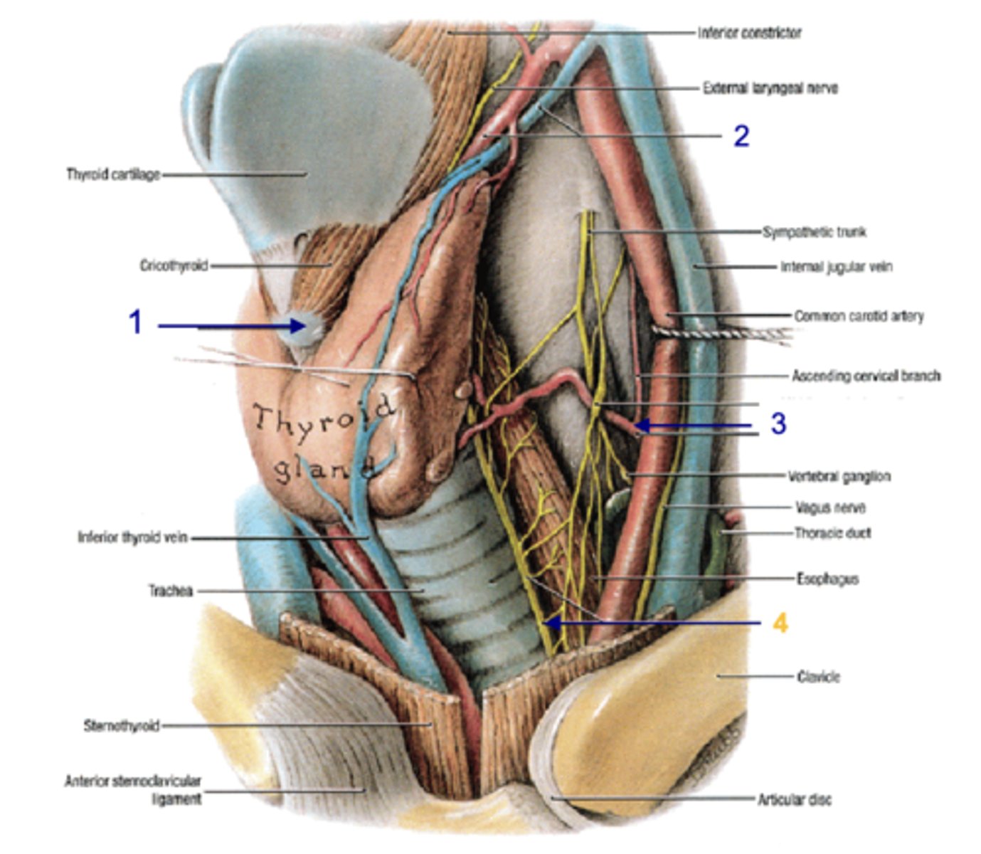 <p>Identify the structure at #1</p>