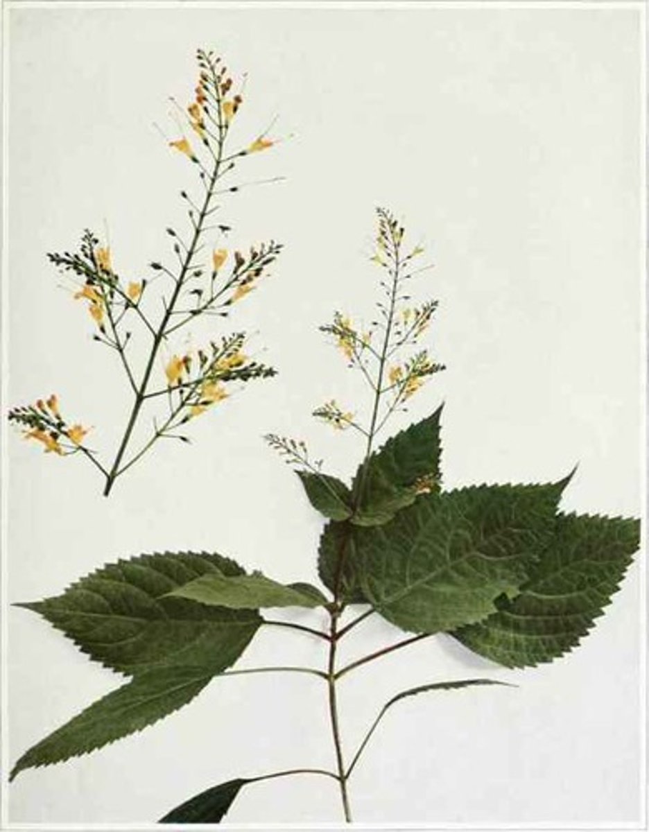 <p>horsebalm</p>