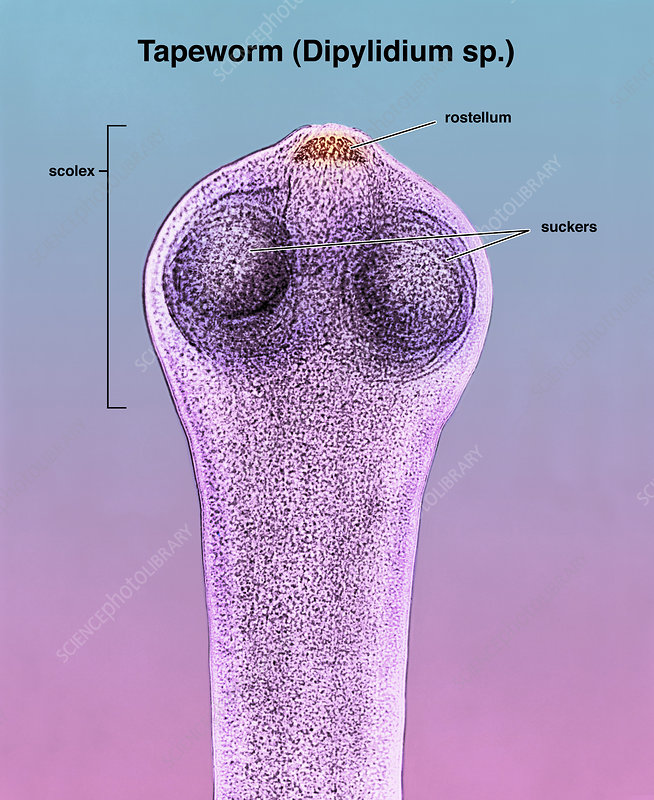 <p>; Head region with hooks/suckers for attachment</p>