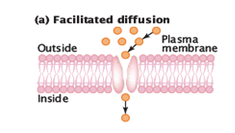 <p>When a protein channel and/or carrier is used to help pass proteins through the membrane.</p>