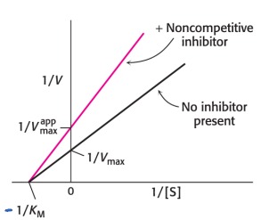 * The substrate binds to the enzyme alone or the enzyme-inhibitor complex
* The enzyme-inhibitor (EI) and enzyme-substrate-inhibitor (ESI) complexes do not form any product 
* With noncompetitive inhibitors Vmax decrease and KM is unchanged
  * Decreases active enzyme (decreases Vmax) 
  * No effect on substrate binding to E, so Km is unchanged