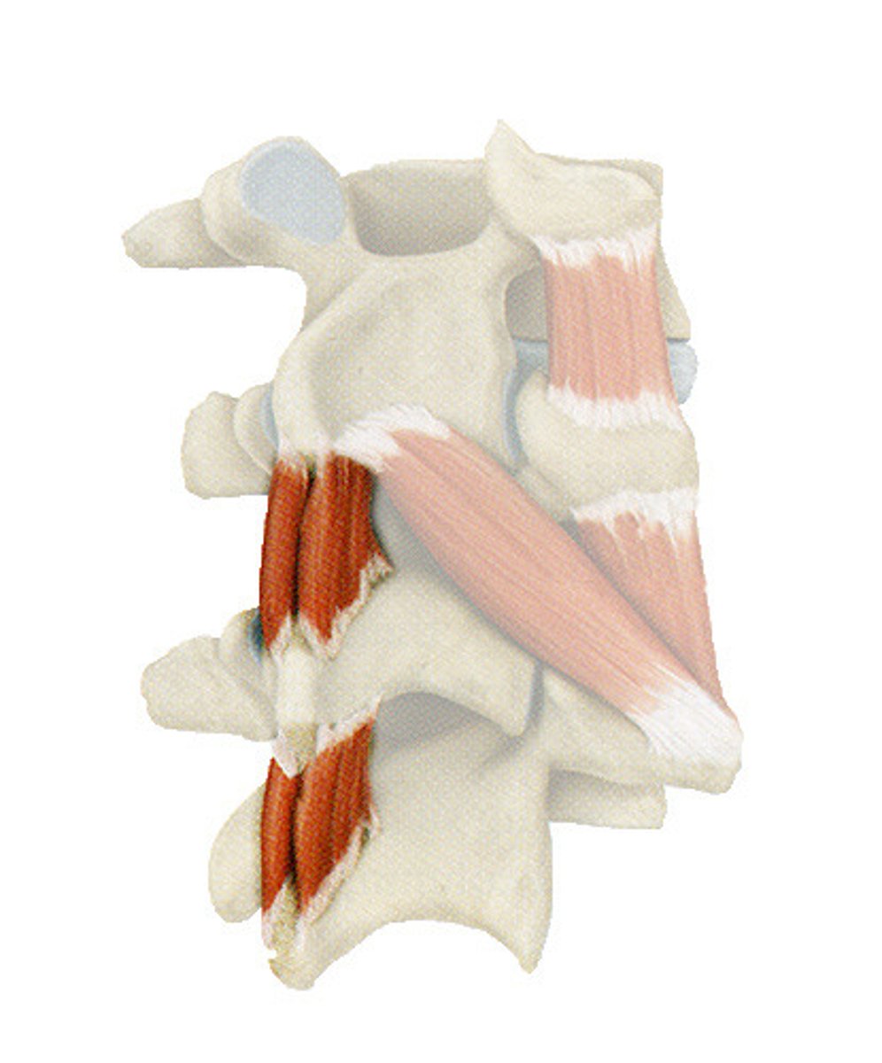<p>spinous process of vertebrae superior to vertebrae of origin</p>