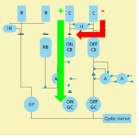 <p>Lateral inhibition of cones: Difference spatial opponency and spectral opponency</p>