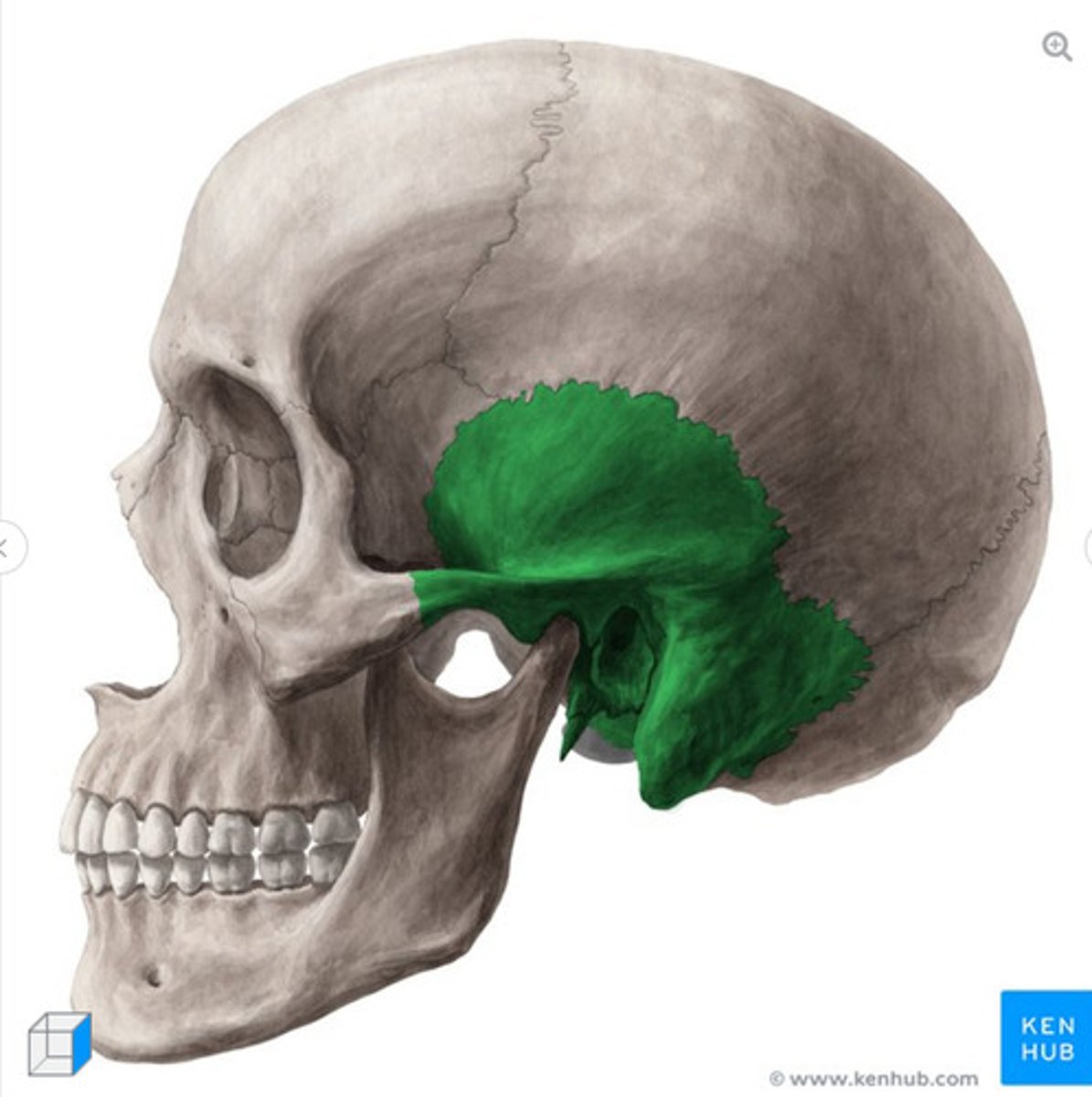 <p>What bone is this?</p>