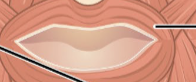 <ul><li><p>Muscle of facial </p></li><li><p>Muscle closes the mouth and protrudes the lips</p></li></ul><p></p>