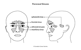 <p>paranasal sinuses </p>