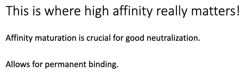 <ul><li><p class="isSelectedEnd"><span>Early IgM is </span><strong><span>low affinity</span></strong><span> (pre–germinal center).</span></p></li><li><p class="isSelectedEnd"><span>Pentamer structure gives </span><strong><span>10 binding sites</span></strong><span> → strong </span><strong><span>avidity</span></strong><span> even with weak individual interactions.</span></p></li><li><p><span>Compensates for poor affinity to still block pathogens effectively.</span></p></li></ul><p></p>