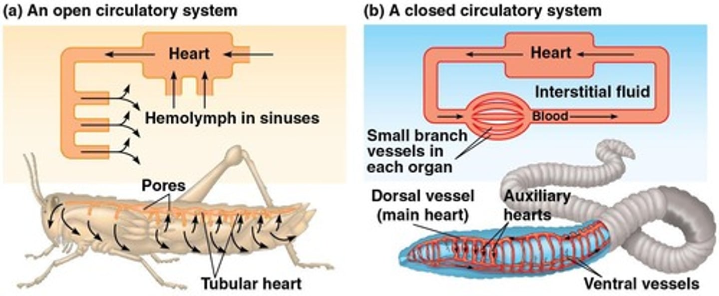 <p>Open and Closed systems</p>
