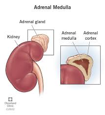 <p>What are some hormones produced by the Adrenal medulla?</p>