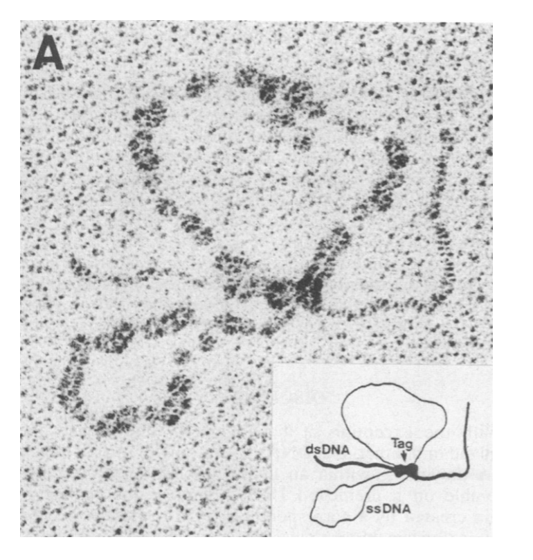 <ul><li><p>with large T antigen</p></li></ul><p></p>
