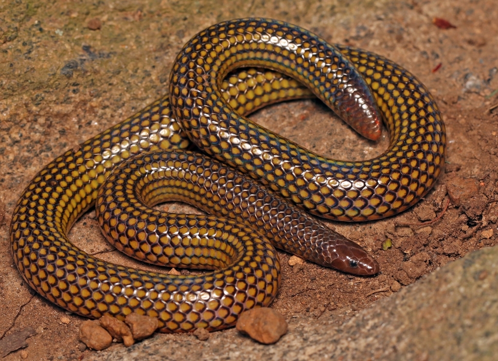 Uropeltidae