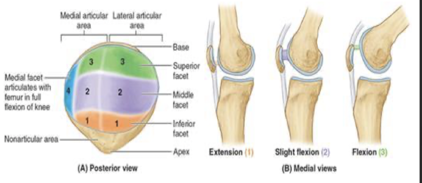 <p>patellar ligament: begins at the distal end of the quadriceps tendon and crosses over and attaches to the patella and then crosses over and attaches into the tibial tuberosity </p>