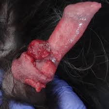 <p>Single or more oft multi pedunculated to cauliflower-like masses on ext genits of sexually active dog</p>