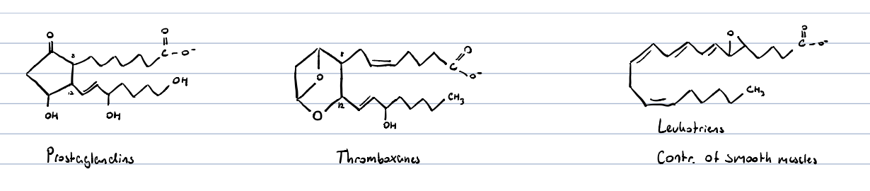carboxylic acids of 20 carbons

enzymatic conversion of arachidonic acid yields:

* cyclooxygenase: prostaglandins, thromboxanes
* lipoxygenase: leukotrienes