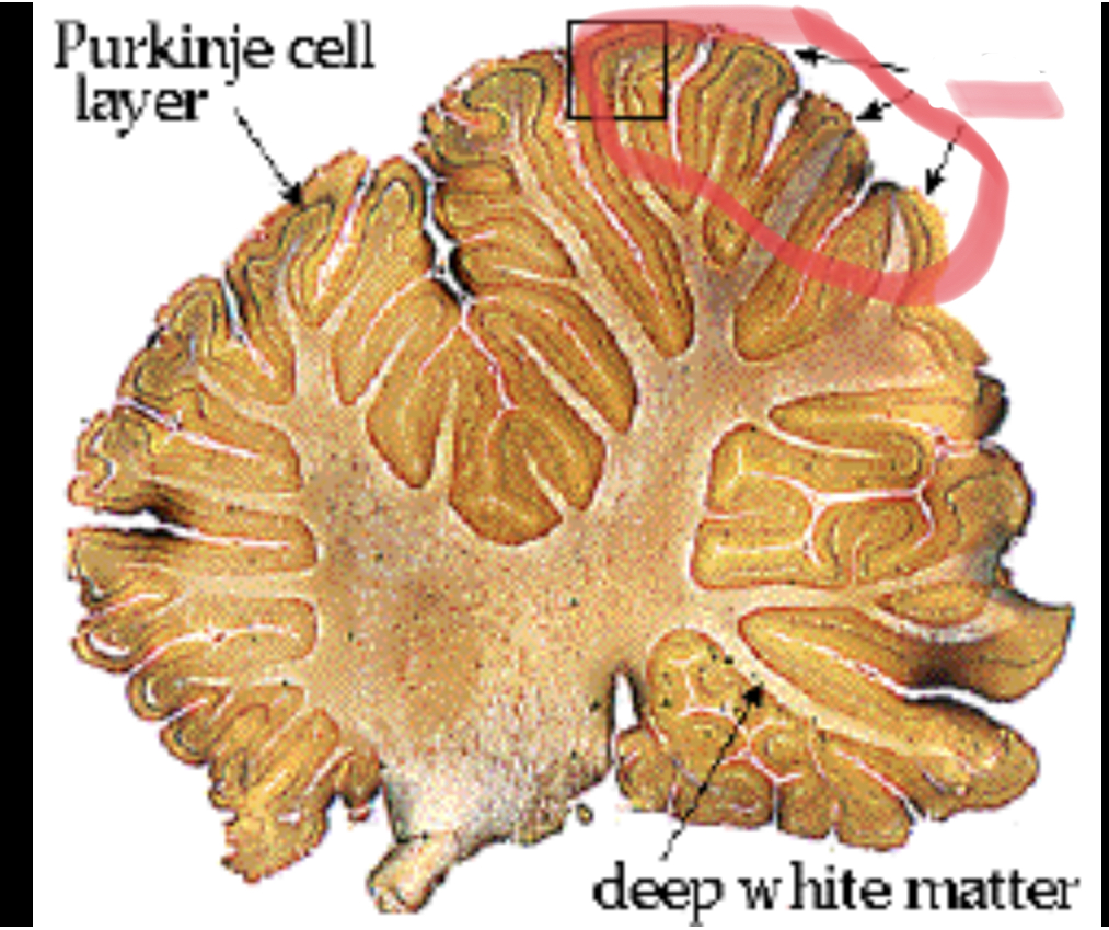 <p>Leaf like</p>