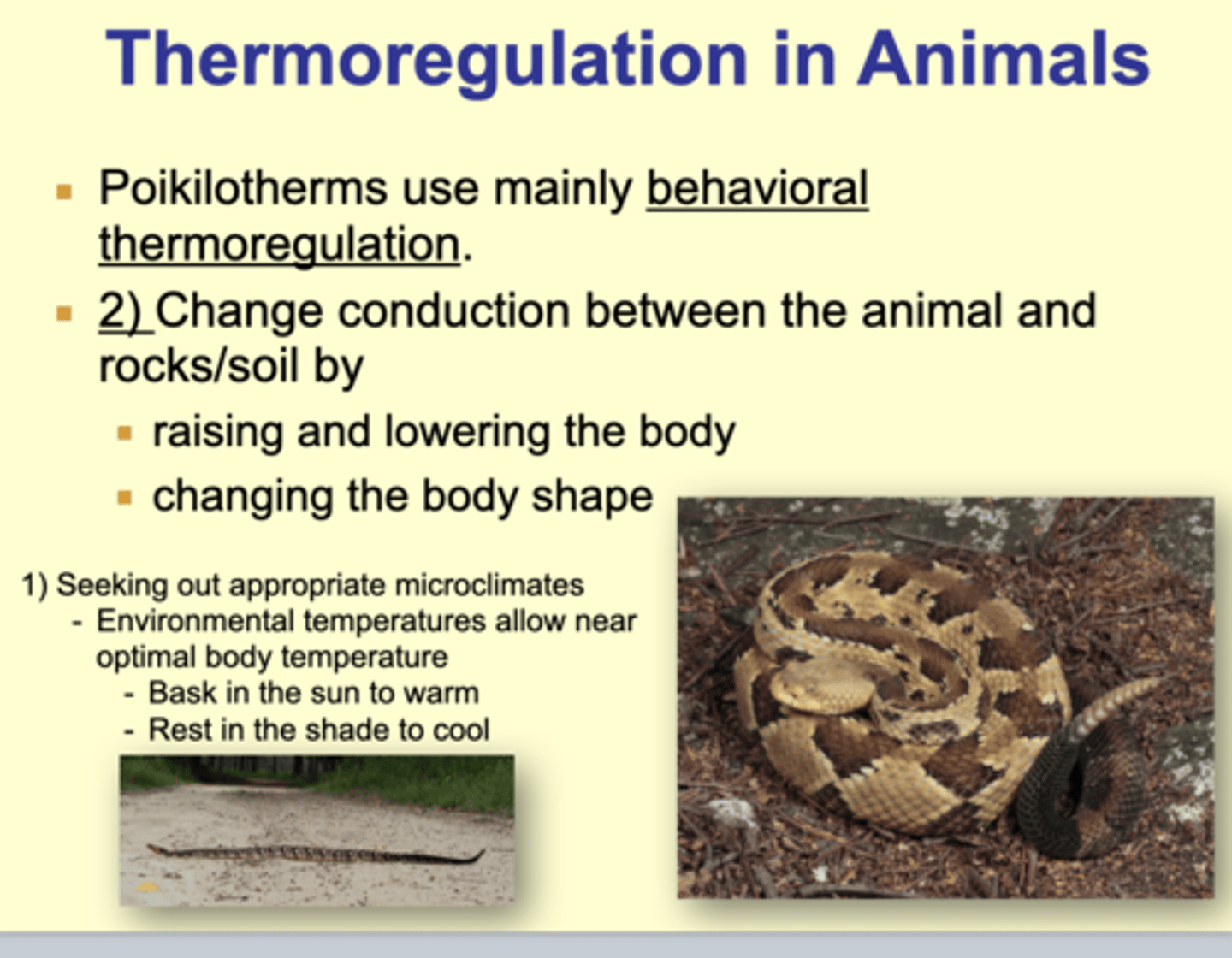 <p>Behavioral thermoregulation</p><p>1) Seeking out appropriate microclimates </p><p>- Environmental temperatures allow near optimal body temperature</p><p>* Bask in the sun to warm </p><p>* Rest in the shade to cool</p><p>---</p><p>2) Change conduction between the animal and rocks/soil by </p><p>- Raising and lowering the body </p><p>- Changing the body shape</p>