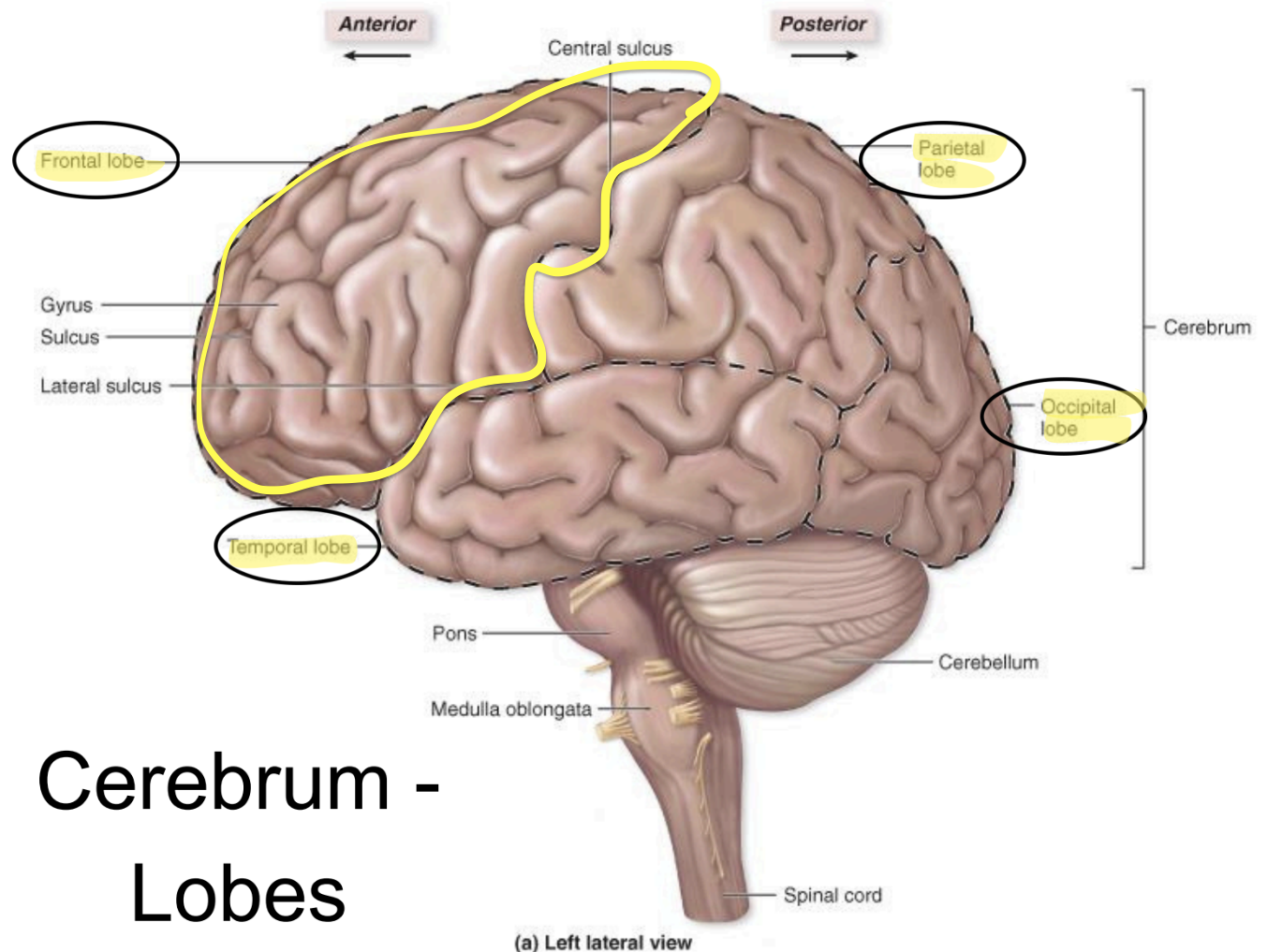 <p>Frontal lobe - functions </p>