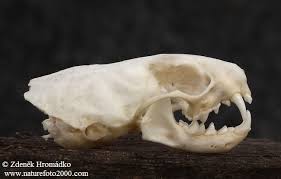 <p>5 species (4 listed). Digits. 5-5, badger plantigrade, weasels digitigrade. Teeth: 3/3,1/1<strong>, 3/3,1/2</strong>. <strong>Prominent carnassial pair</strong>. Skull, is small, blocky, rostrum much shorter than long, flat braincase. <strong>C shaped glenoid fossa. </strong>Unlike skunks has a dumbbell shaped upper molar and , prominent , long auditory bullae. <strong>No alisphenoid canal.</strong></p>