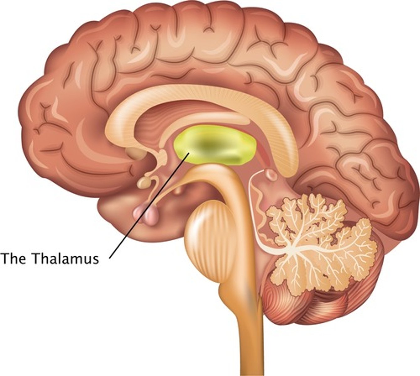 <p>sensory relay station (passes sensory signals to cerebrum)</p>