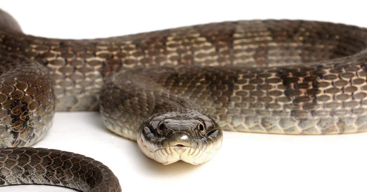 <p>Northern water snake</p>