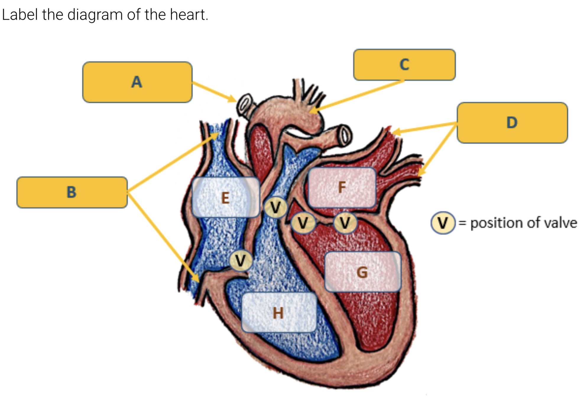 <p>Label the main structures of the heart</p>