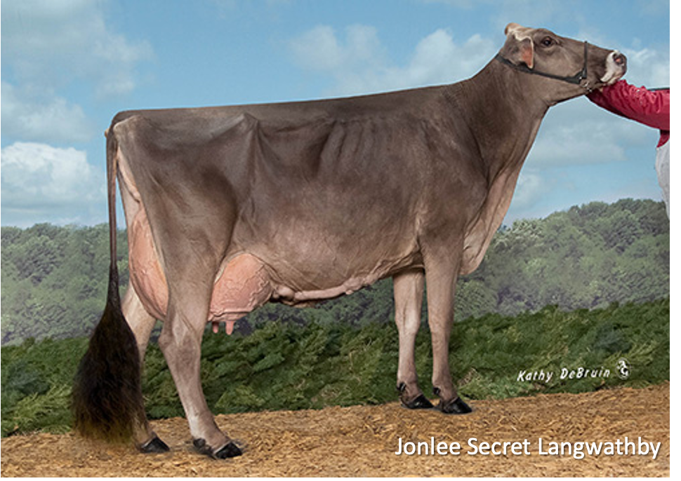 <p>What is important about Brown Swiss?</p>