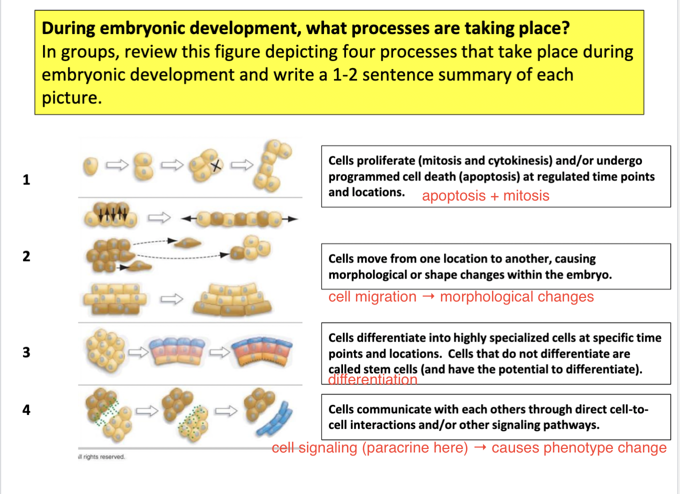 
1. apoptosis + mitosis
2. cell migration → morphological changes
3. differentiation
4. cell signaling → causes phenotype change