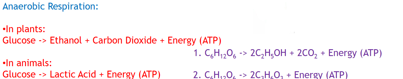 <p><u>in plants:</u><strong> glucose → ethanol + carbon dioxide + energy (ATP)</strong></p><p><u>in animals:</u><strong> glucose → lactic acid + energy (ATP)</strong></p>