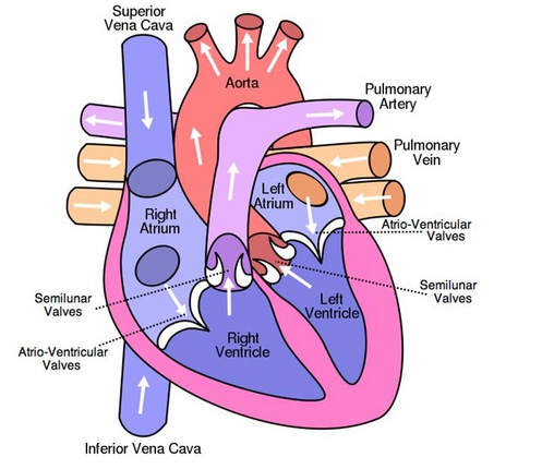 <p>Heart diagram (labeled)</p>