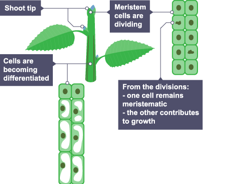 <p>- Found in the tips of roots &amp; shoots</p><p>- Can differentiate into any type of plant cell throughout their life</p><p>- Can be used to make clones of the plant which is useful if the parent plant has desirable features, for scientific research or to save a rare plant from extinction</p>